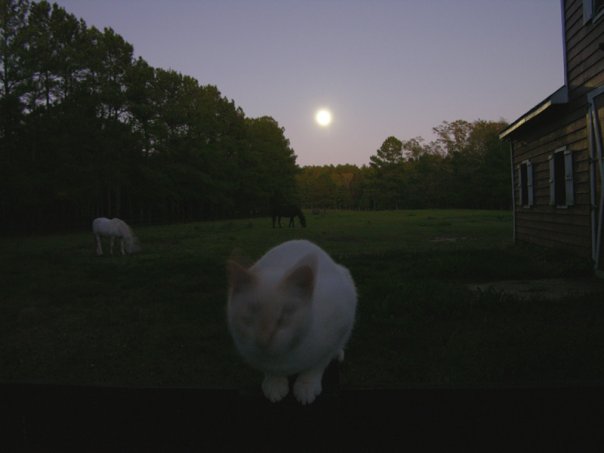 cotton-farm