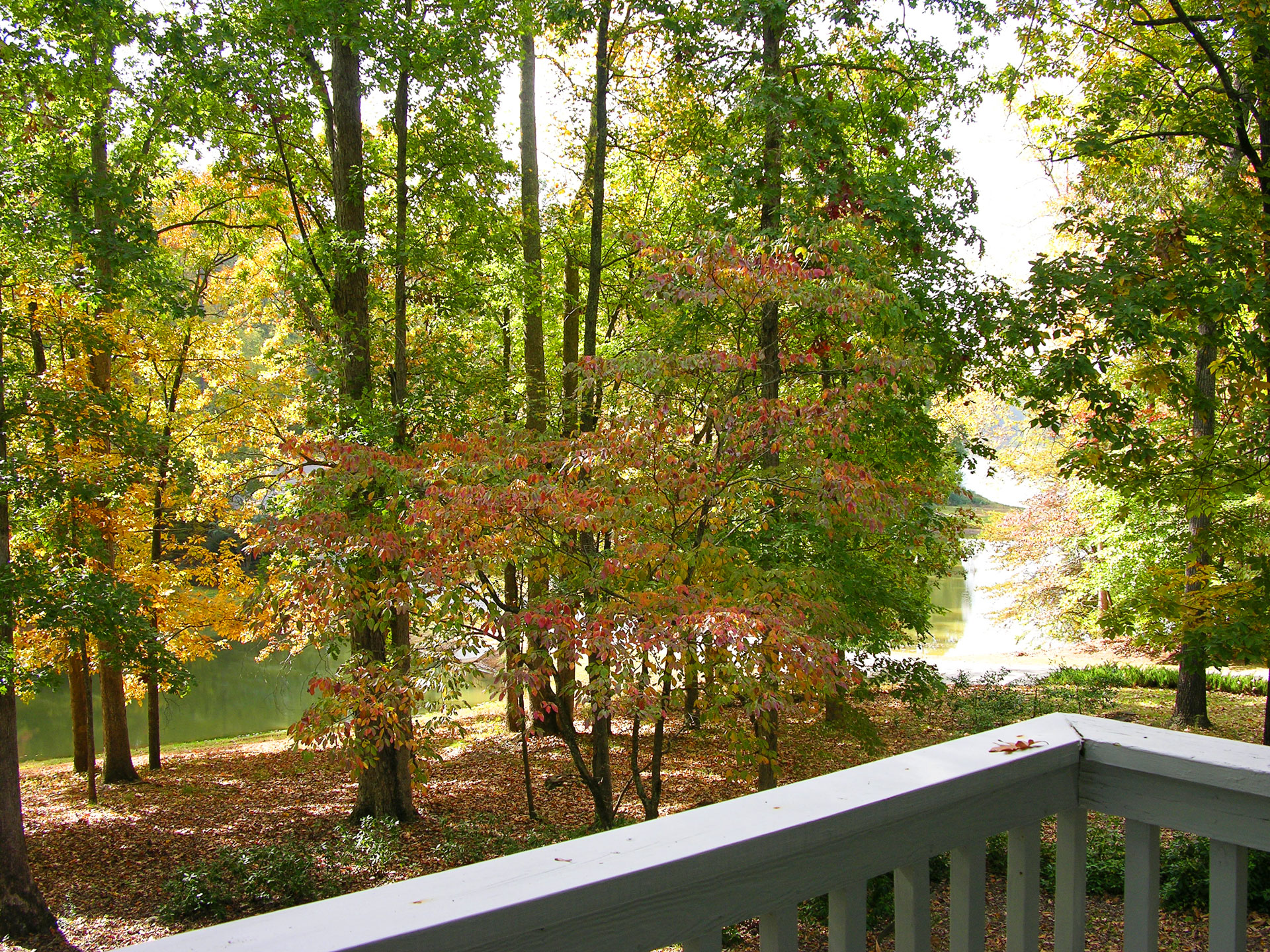 Autumn back yard