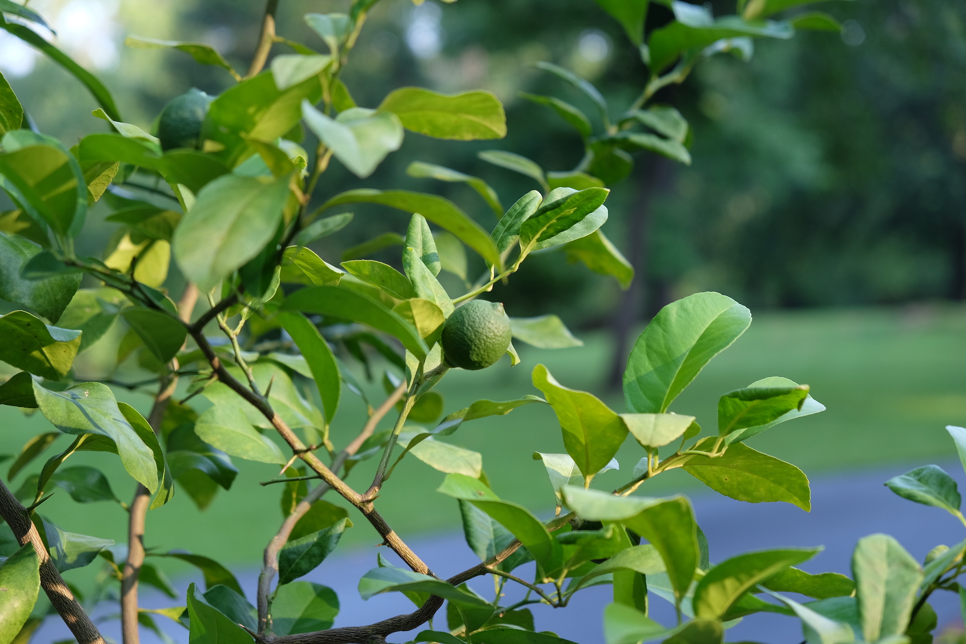 Lemon Tree