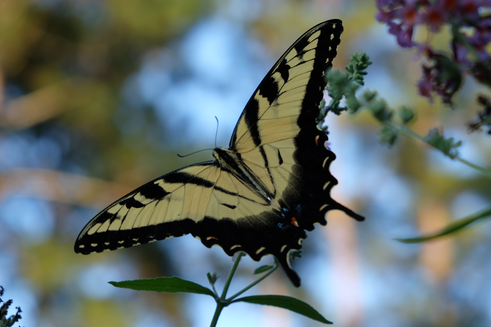 Monarch Butterfly
