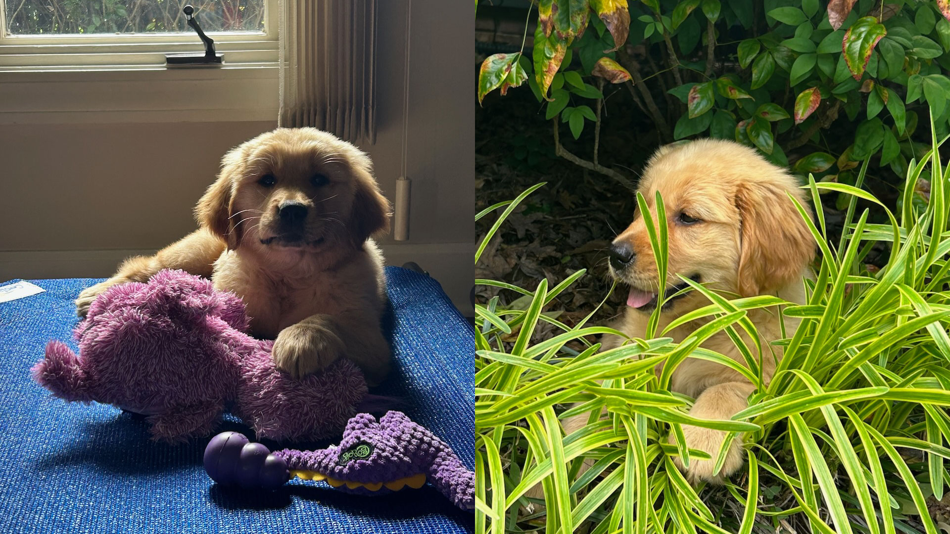 Iris of Zoey & Adger House of Zekën Woozer