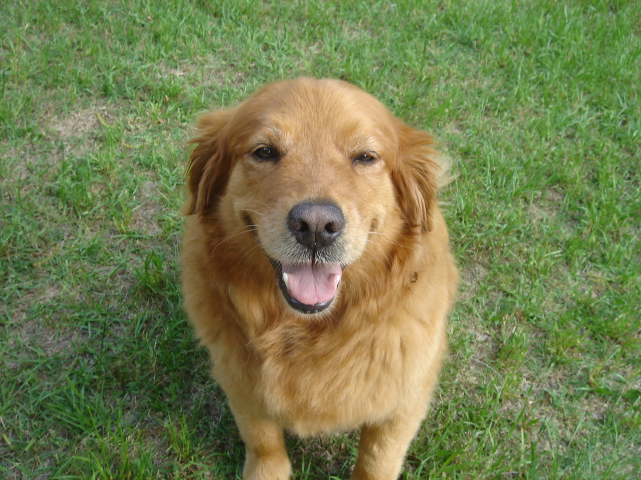 Woozie ( Woozer Honey Boozer )