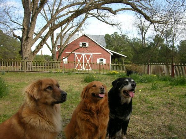 dogs-barn