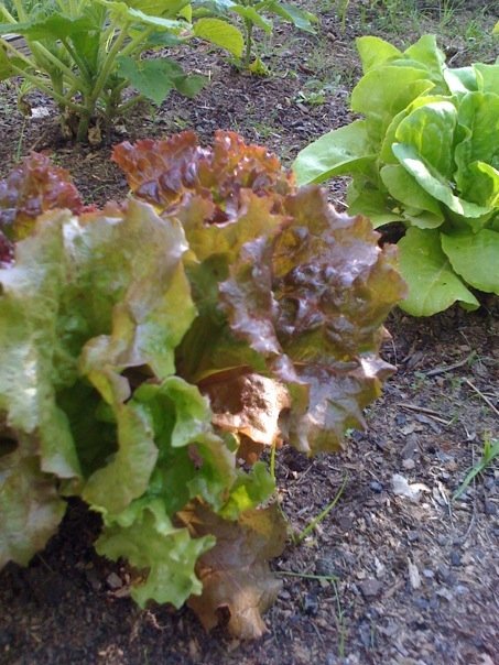 lettuce